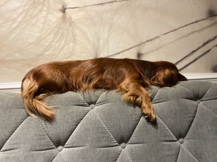 Liebevoller Langhaardackel Deckrüde