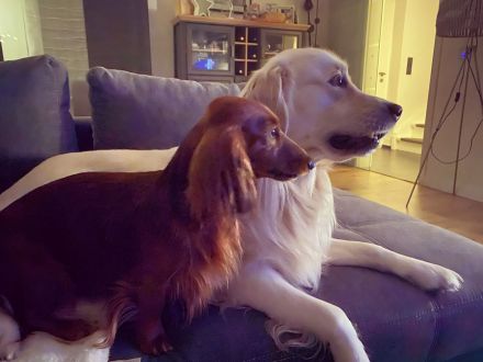 Liebevoller Langhaardackel Deckrüde