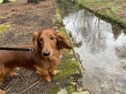 Liebevoller Langhaardackel Deckrüde