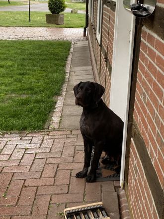 Deutsch Drahthaarwelpen