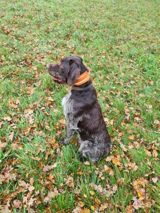 Deutsch Drahthaarwelpen