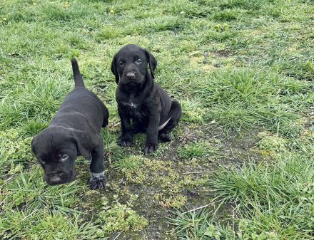 Deutsch Drahthaarwelpen