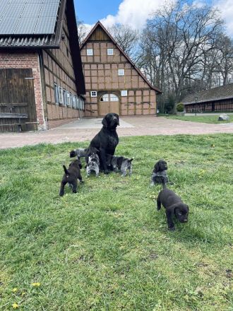 Deutsch Drahthaarwelpen