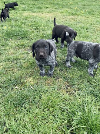 Deutsch Drahthaarwelpen