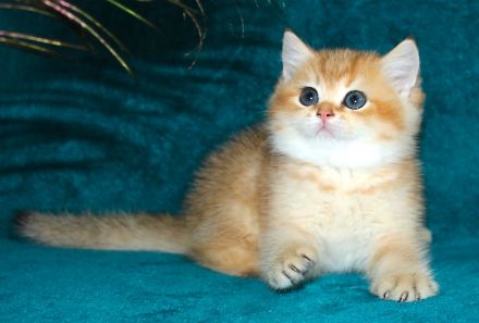 BKH Kätzchen Mädchen mit Stammbaum, Kitten