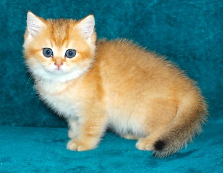 BKH Kätzchen Mädchen mit Stammbaum, Kitten