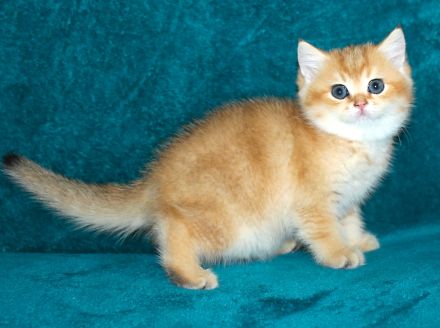 BKH Kätzchen Mädchen mit Stammbaum, Kitten