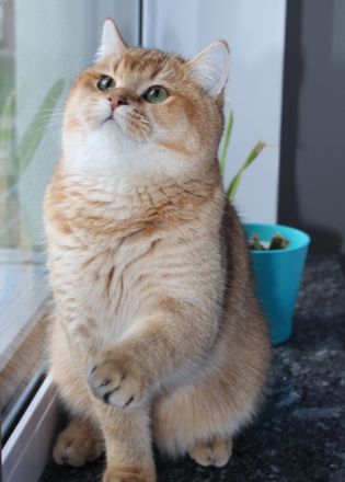 BKH Kätzchen Mädchen mit Stammbaum, Kitten