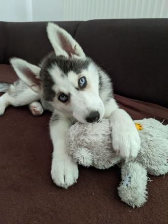 Weibliche Husky Welpe