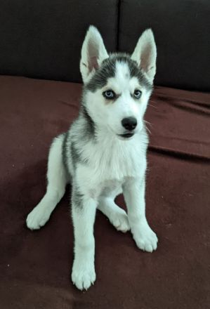 Weibliche Husky Welpe