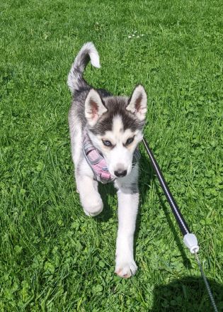 Weibliche Husky Welpe