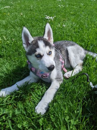 Weibliche Husky Welpe