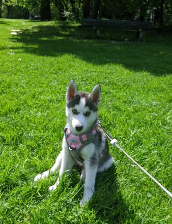 Weibliche Husky Welpe