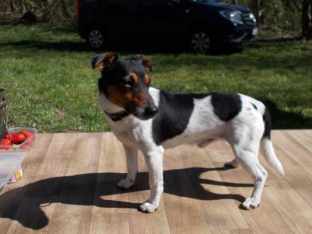 Jack Russell Deckrüde