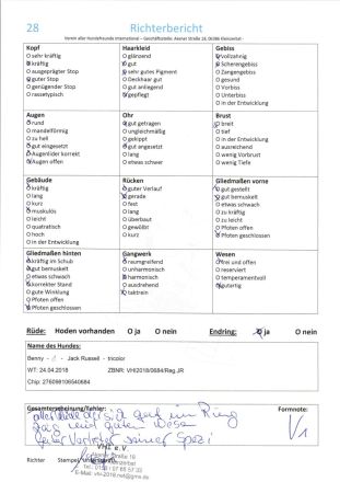 Jack Russell Deckrüde