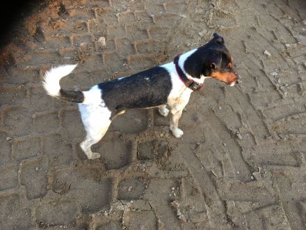 Jack Russell Deckrüde