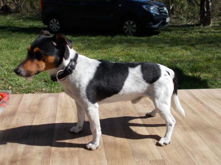 Jack Russell Deckrüde