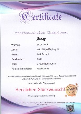 Jack Russell Deckrüde