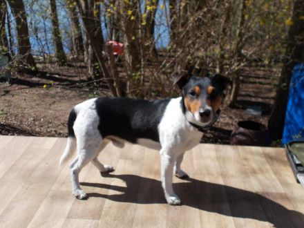Jack Russell Deckrüde