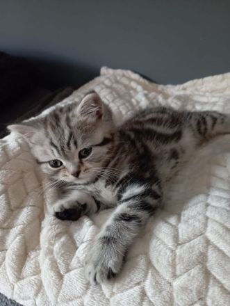 Bhk Kater kitte zu verkaufen