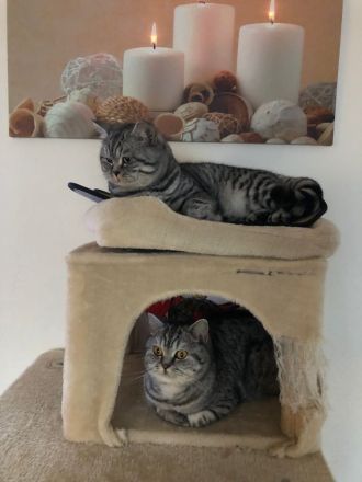 Bhk Kater kitte zu verkaufen