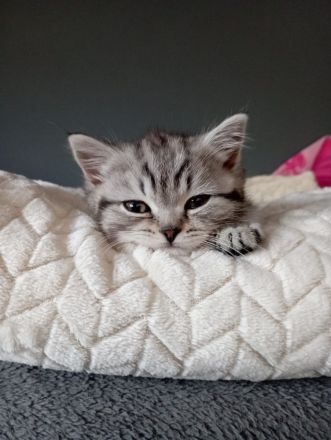 Bhk Kater kitte zu verkaufen