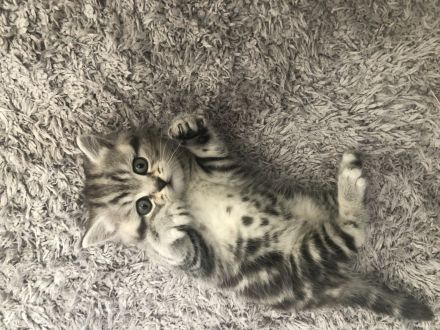 Bhk Kater kitte zu verkaufen