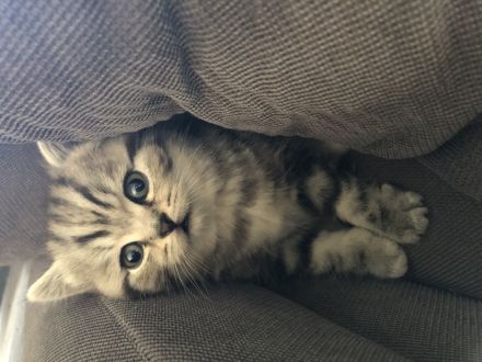 Bhk Kater kitte zu verkaufen