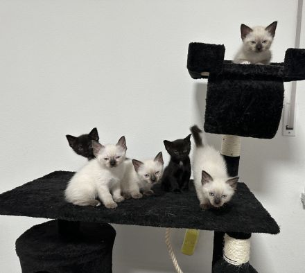 Siam kitten