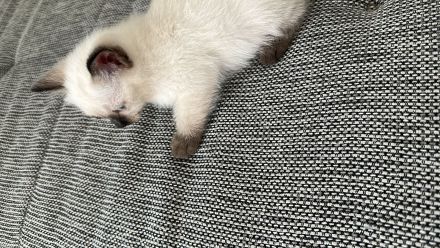 Siam kitten