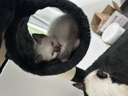 Siam kitten