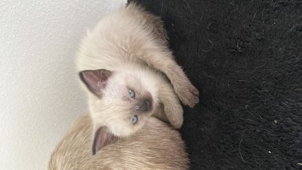 Siam kitten