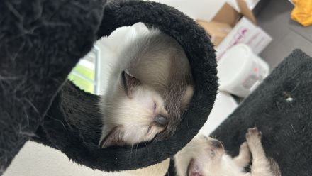 Siam kitten