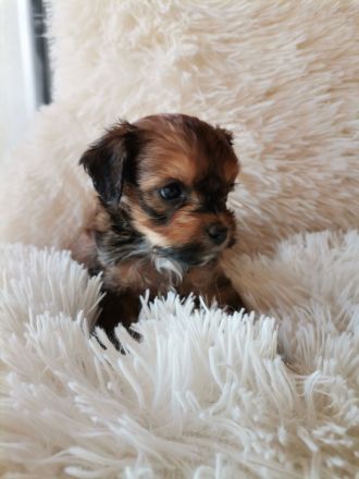 Zuckersüße Havapoo Welpen