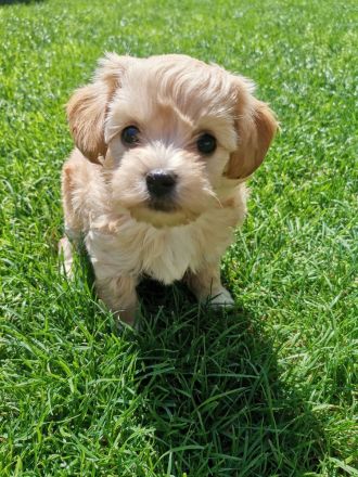 Zuckersüße Havapoo Welpen