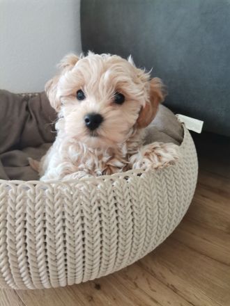 Zuckersüße Havapoo Welpen