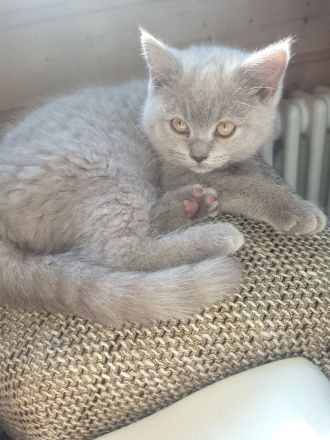 Süße BKH Kitten Lilac