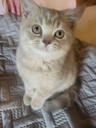 Süße BKH Kitten Lilac