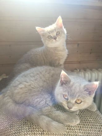 Süße BKH Kitten Lilac