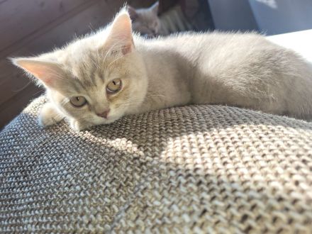 Süße BKH Kitten Lilac