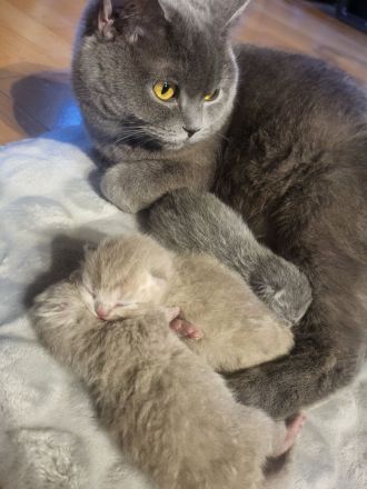 Süße BKH Kitten Lilac