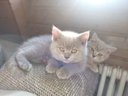 Süße BKH Kitten Lilac