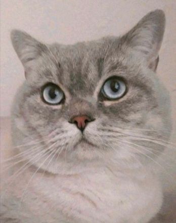 Süße BKH Kitten Lilac