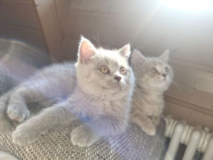 Süße BKH Kitten Lilac