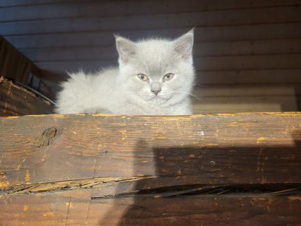 Süße BKH Kitten Lilac