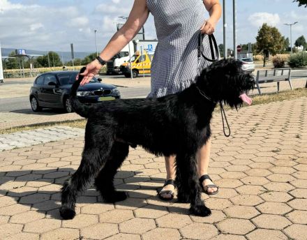 Riesenschnauzer -  Verkauf