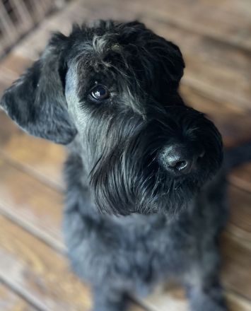 Riesenschnauzer - Verkauf