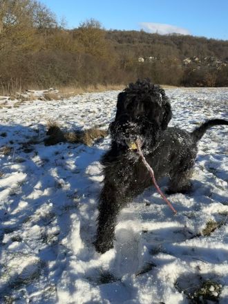 Riesenschnauzer -  Verkauf