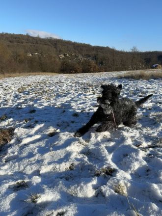 Riesenschnauzer -  Verkauf