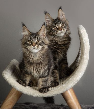 ❤️ Maine Coon Kitten mit Stammbaum ❤️